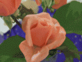 /album/galleria-foto-10-agosto-2011/a4-gif/
